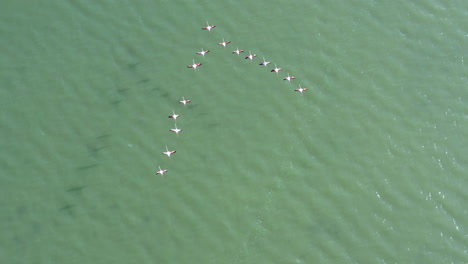 Wilde-Rosa-Flamingos-Fliegen-In-Formation-über-Wasser